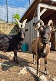  Ein neues Zuhause für Josef &#40;schwarz&#41; und Heidi &#40;braun&#41;